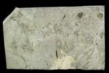 Fossil Shrimp (Aenigmacaris) Plate - Bear Gulch Limestone #130256-1